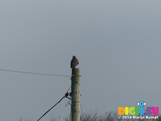 FZ010489 Buzzard on post